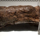 Lloyds Bank Coprolite. Wikimedia Commons